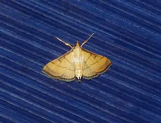 Cnaphalocrocis medinalis