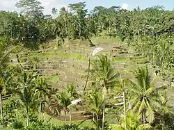 Rijstterrassen in Bali