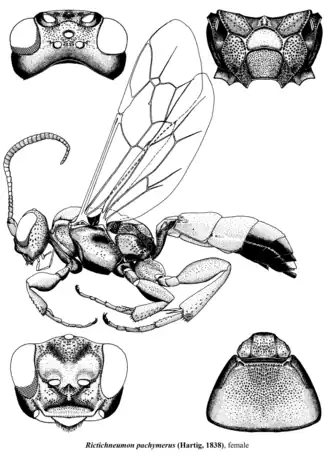 Rictichneumon pachymerus