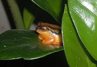 Hyperolius puncticulatus