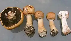 Onderaanzicht en vier jongere exemplaren, waarvan de meest rechtse verticaal is doorgesneden