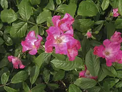 'Gay Vista' (Riethmuller, 1955)