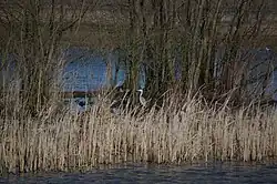 Blauwe reiger en rietkragen in kleiput in de Cloppenwaard