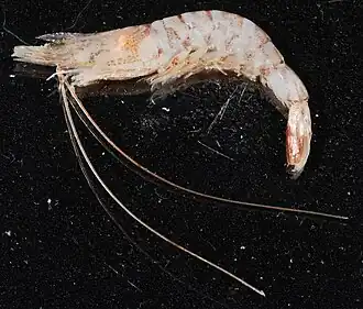 Rimapenaeus constrictus