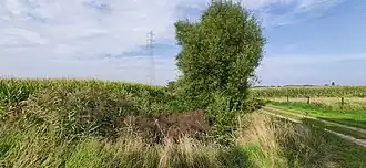 Overwoekerde Ringgracht aan de Dommeldreef