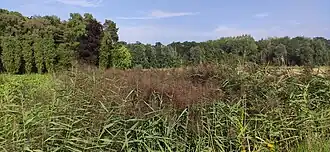 Overwoekerde Ringgracht aan het Puitvoetbos
