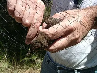 Merel (Turdus merula) wordt uit een mistnet gehaald.
