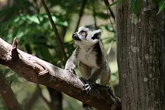 Jonge ringstaartmaki