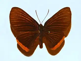 Melanis cinaron