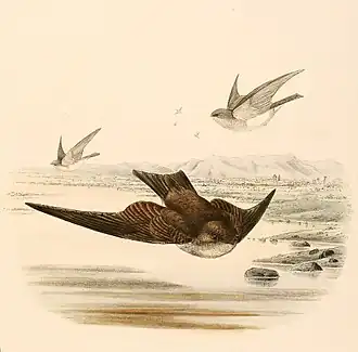 Indische oeverzwaluw