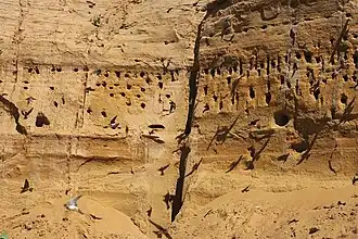 Nesten in een zandwand in Kosovo