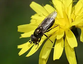 Grote Limburgse glimmer