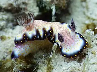 Hypselodoris godeffroyana