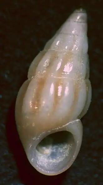 Vliezig drijfhorentje