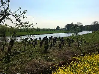 Langs de Linge tussen Tricht en Beesd