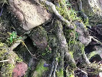 Een voorjaarsaspect van de riviervedermos-associatie