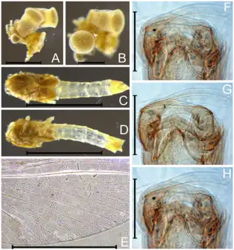 Rivudiva venezuelensis