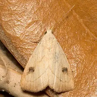 Rivula propinqualis