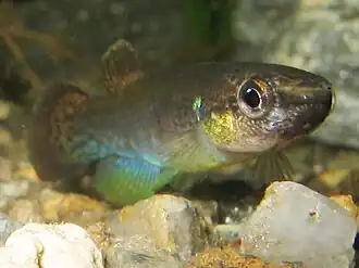 Rivulus cylindraceus