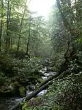 Gematigd regenwoud in het Great Smoky Mountains National Park in de Appalachen (Verenigde Staten).