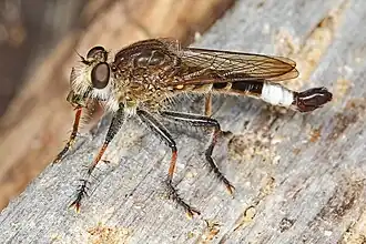 Efferia albibarbis