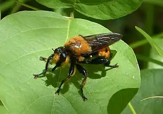 Laphria grossa