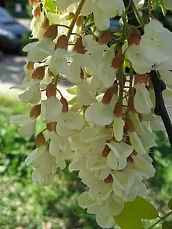 Robinia pseudoacacia 'fraisia' in bloei