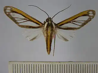 Robinsonia rockstonia