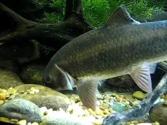 Moxostoma robustum
