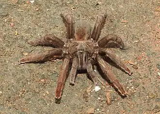 Haploclastus validus