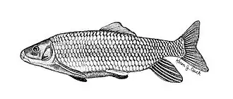 Moxostoma