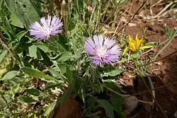 Centaurea pullata