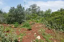 Foeniculum vulgare (Fenkel)