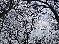 Enkele nesten van de roekenkolonie in het park.