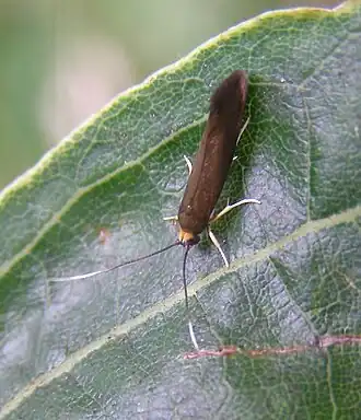 Roeslerstammia erxlebella