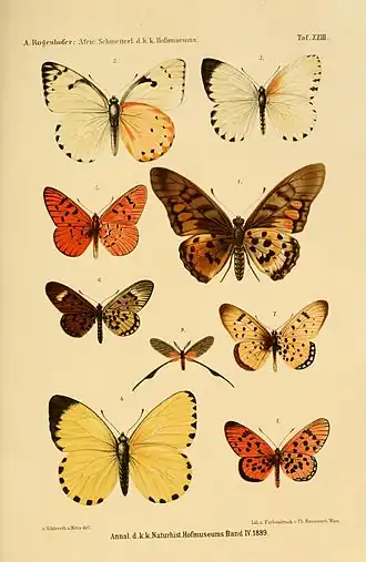 Graphium ridleyanus