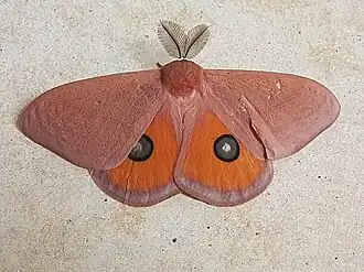 Rohaniella (vlinders)