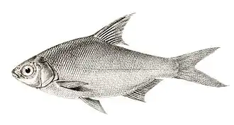 Osteobrama belangeri