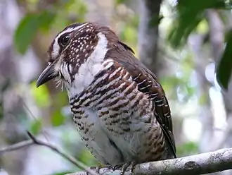 Gebandeerde grondscharrelaar