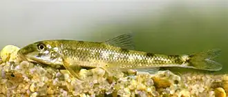 Romanogobio uranoscopus