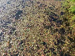 Een rompgemeenschap met duizendknoopfonteinkruid.