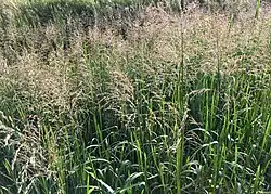 Rompgemeenschap met liesgras