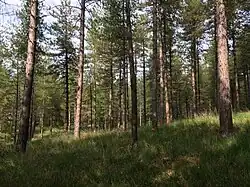 RG met pijpenstrootje