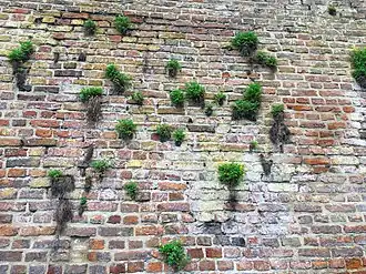 Rompgemeenschap met gele helmbloem