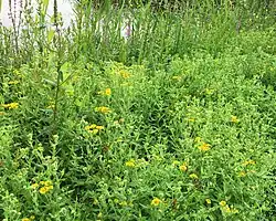 Rompgemeenschap met heelblaadjes