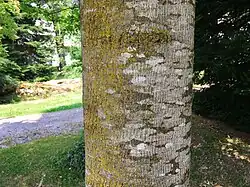 De associatie (rechts) in contact met een rompgemeenschap van vals dooiermos (links).