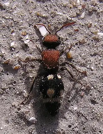 Ronisia brutia