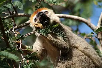 Eulemur rufifrons