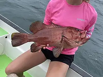 Hyporthodus acanthistius