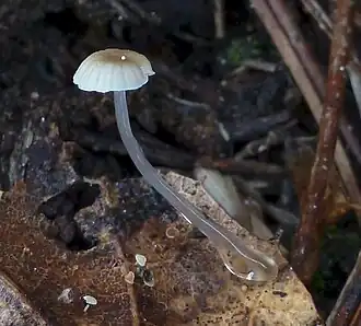 Slijmsteelmycena